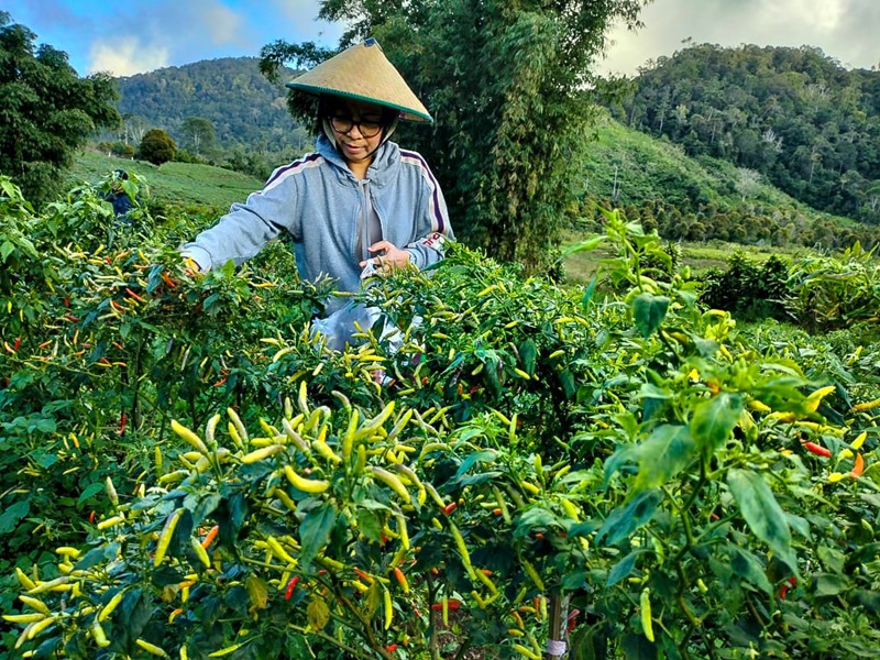 Kebun Kami